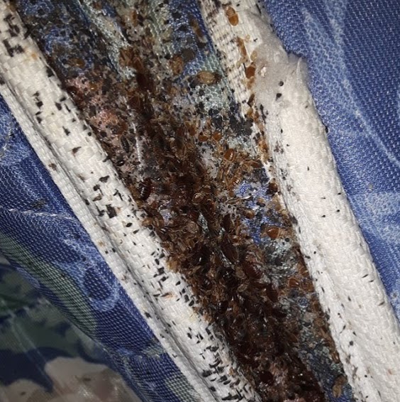 Bed Bug Control Brampton | 106-B Richwood Cres, Brampton, ON L6X 4K7, Canada | Phone: (647) 567-7378