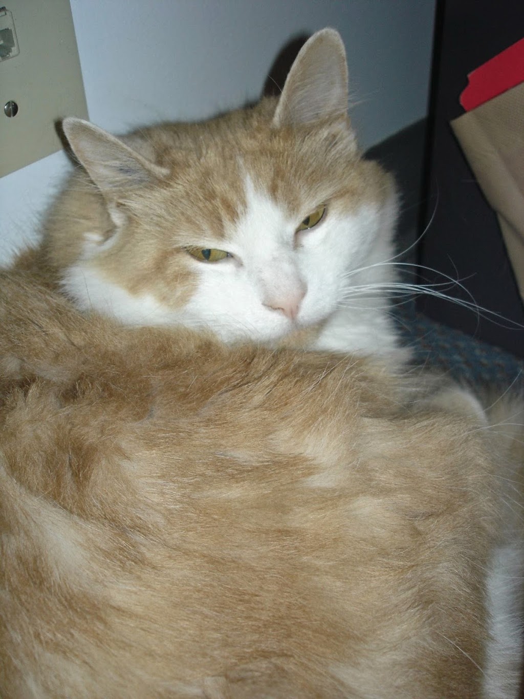 Willow Park Animal Clinic | 9945 Fairmount Dr SE, Calgary, AB T2J 0S2, Canada | Phone: (403) 278-9311