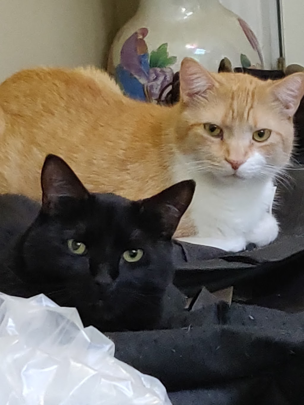 Markham Cat Adoption & Education Centre | 7755 Bayview Ave, Thornhill, ON L3T 4P1, Canada | Phone: (905) 762-1300