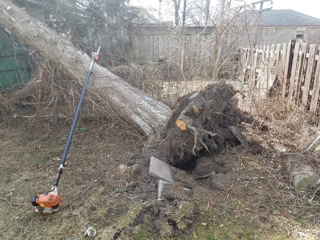 Branches Tree Service | 3165 Lambs Rd, Bowmanville, ON L1C 6J7, Canada | Phone: (905) 432-1422