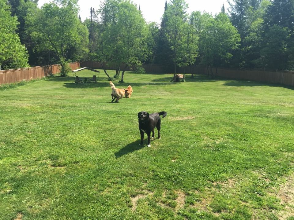 Muskoka Pet Lodge | 2198 Brunel Rd, Huntsville, ON P1H 2J3, Canada | Phone: (705) 787-0183