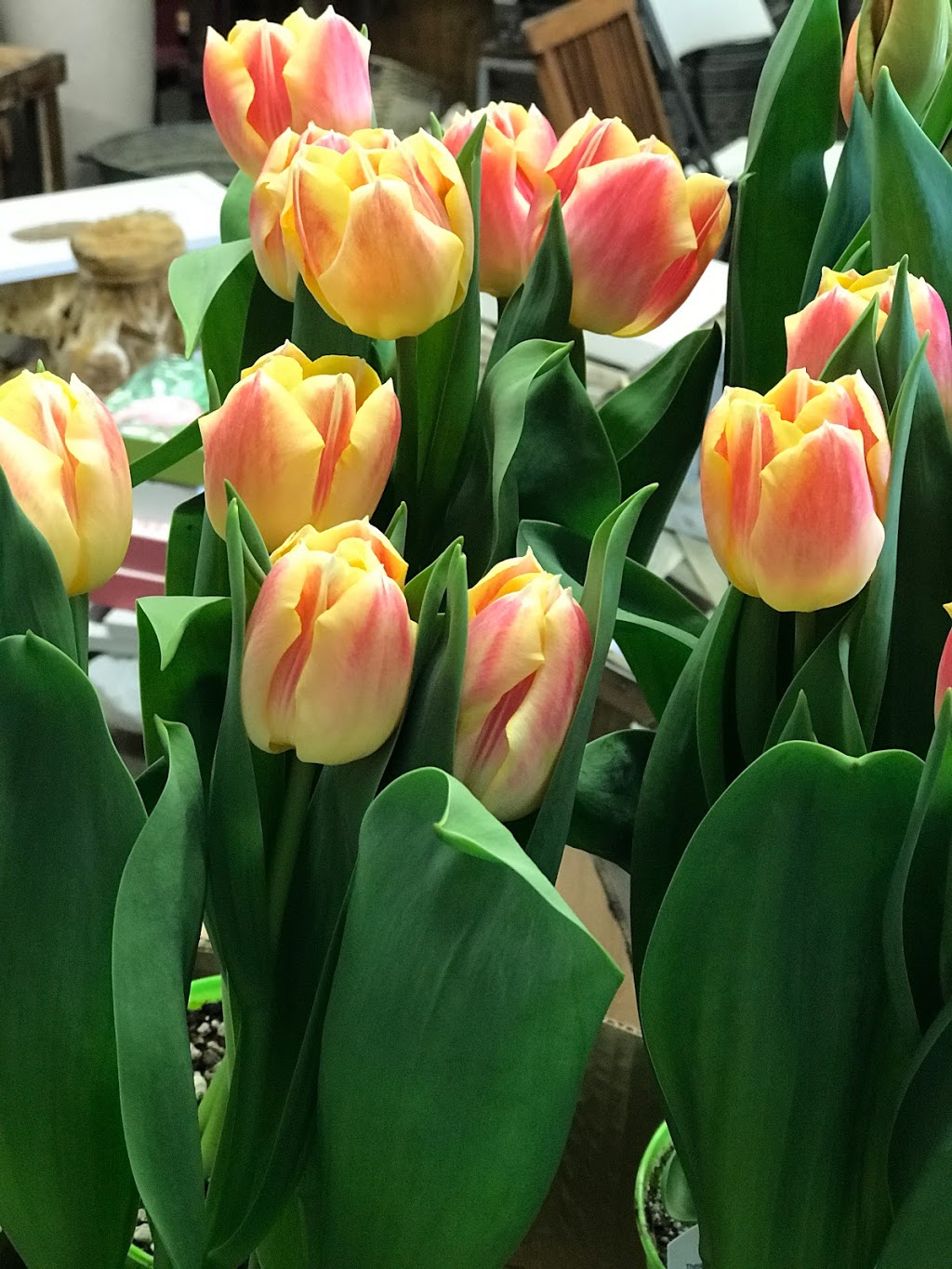 Better Earth Gardens & Tropicals | 1629 K. L. O. Rd, Kelowna, BC V1W 3P3, Canada | Phone: (250) 861-1881
