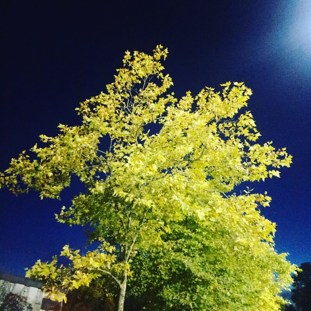 Royal Kwantlen Park | 13035 104 Ave, Surrey, BC V3T 1T8, Canada