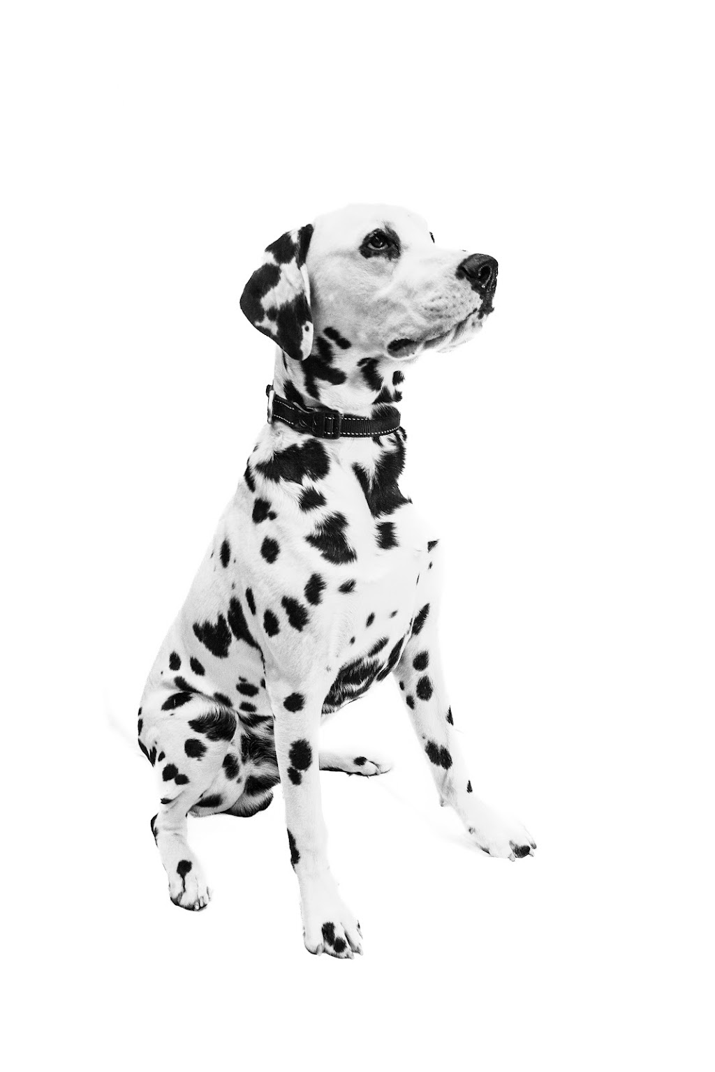 LeeDal Dalmatians | 10 Rustic Crescent, Norglenwold, AB T4S 1S5, Canada | Phone: (403) 872-3231