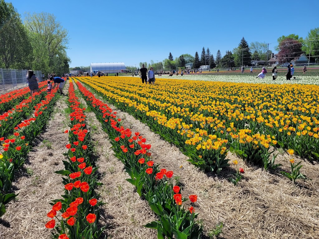 Tulipes.ca | 1055 Rue Principale, 1201 Chem. du Général Vanier, Laval, QC H7X 0C9, Canada | Phone: (450) 639-5145
