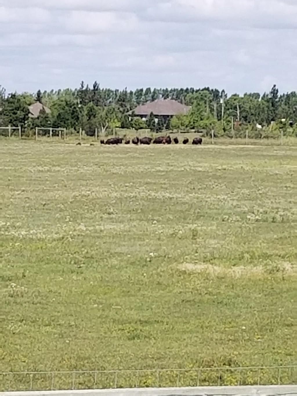 FortWhyte Alive Bison Lookout | Unnamed Rd,, Winnipeg, MB R3P 0S8, Canada