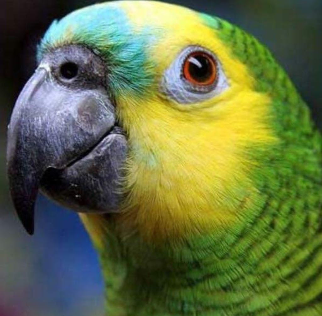 Winged Oasis Parrot Rescue | 571 Giroux St, Pembroke, ON K8A 4G8, Canada | Phone: (289) 829-0294