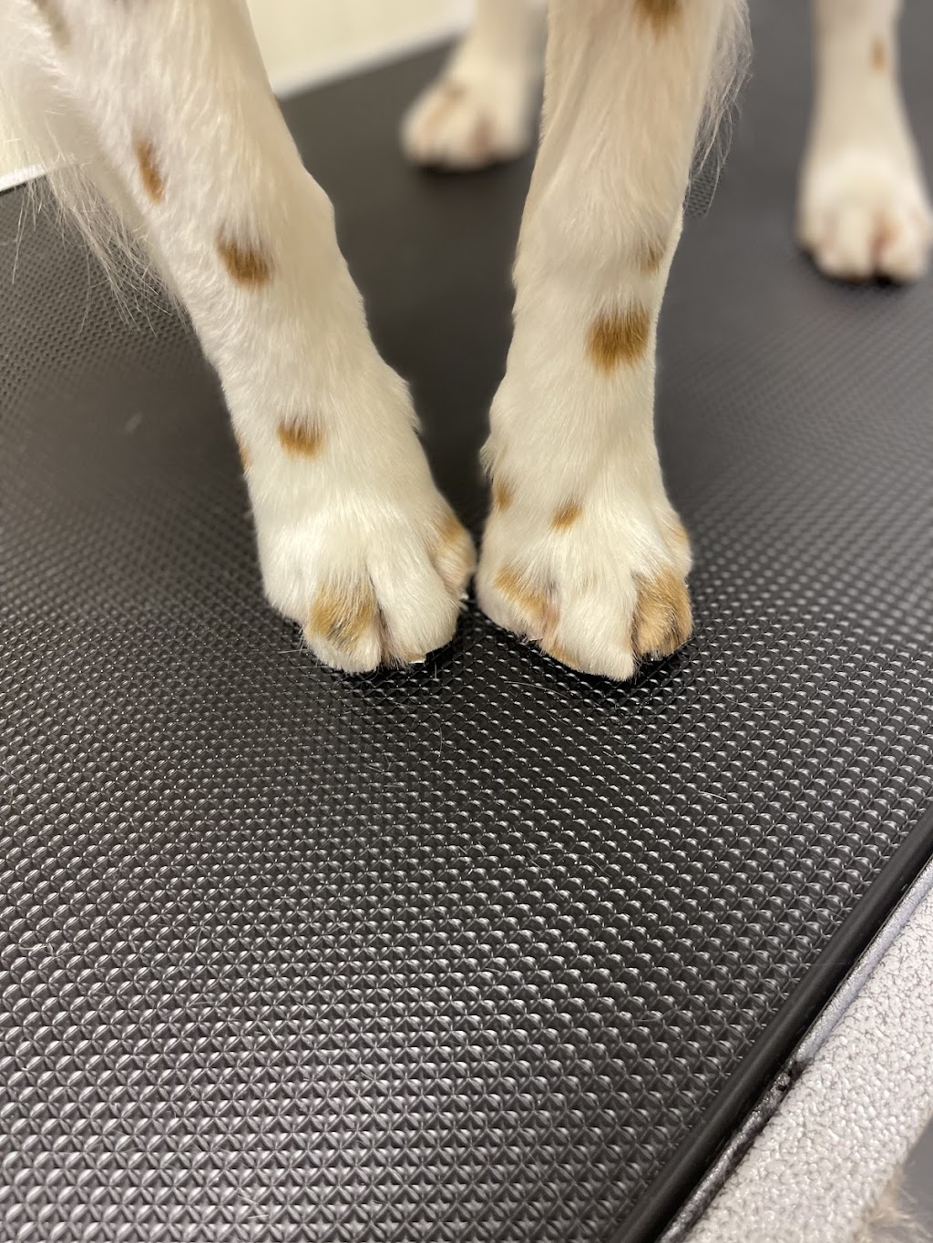 Glamour Pawz | Don Ross Dr, Township Of Essa, ON L0M 1B4, Canada | Phone: (705) 229-6649