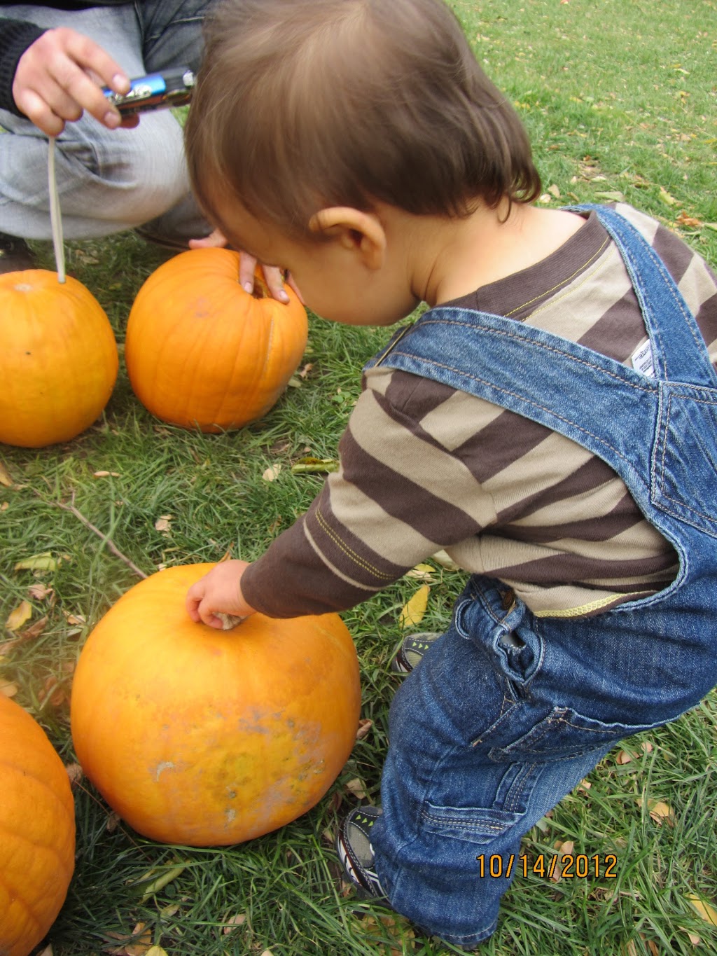Puddicombe Farms, Winery & Cider | 1468 Hamilton Regional Rd 8, Stoney Creek, ON L8E 5K9, Canada | Phone: (905) 643-1015
