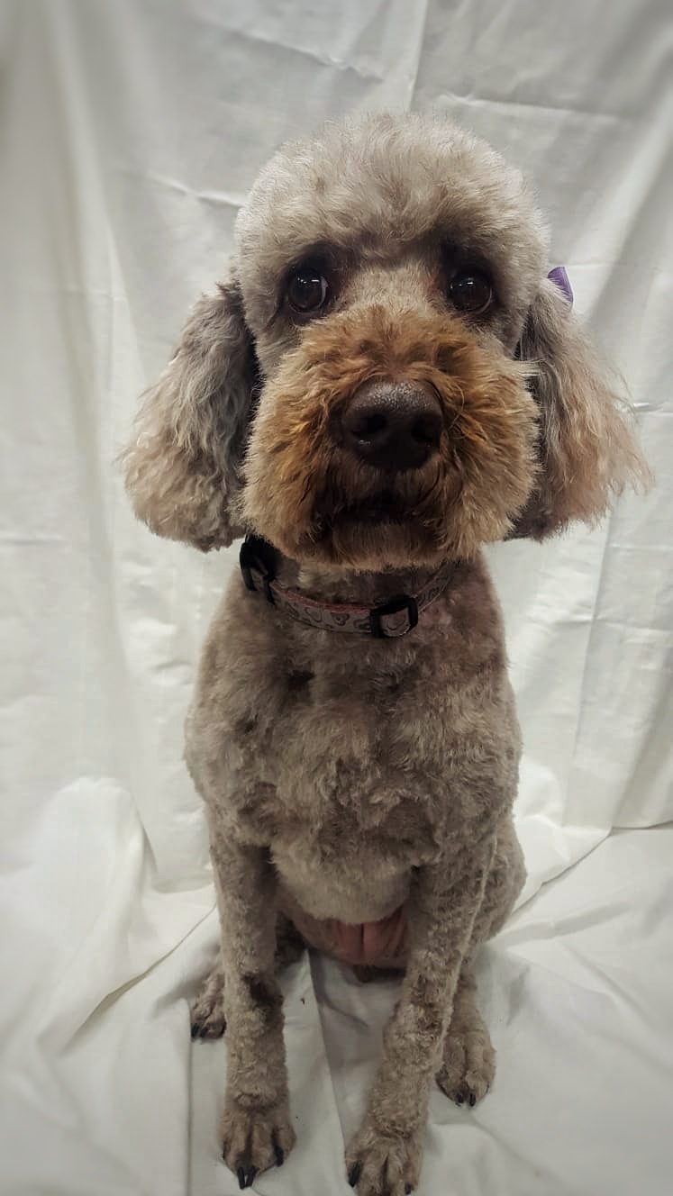Nancys Dog Grooming | 3947 Waterton Crescent, Abbotsford, BC V3G 1J8, Canada | Phone: (604) 859-9867