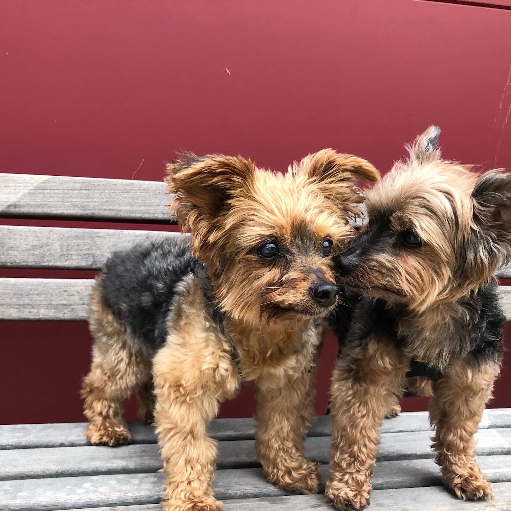 Lonsdale Veterinary Hospital | 116 20th St W, North Vancouver, BC V7M 1Y4, Canada | Phone: (604) 985-1395