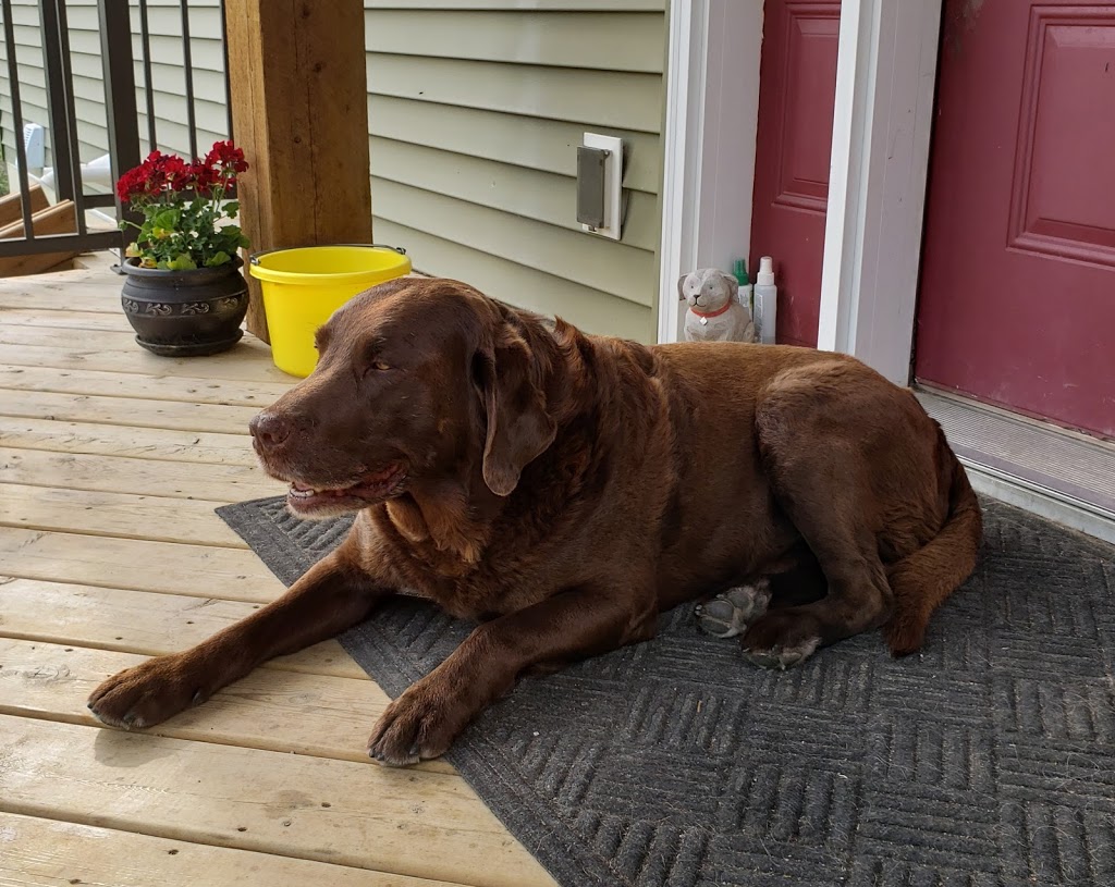 Grams Real Meat Dog Treats | 381 Wood Lily Dr, Moose Jaw, SK S6J 0A2, Canada | Phone: (306) 690-3085