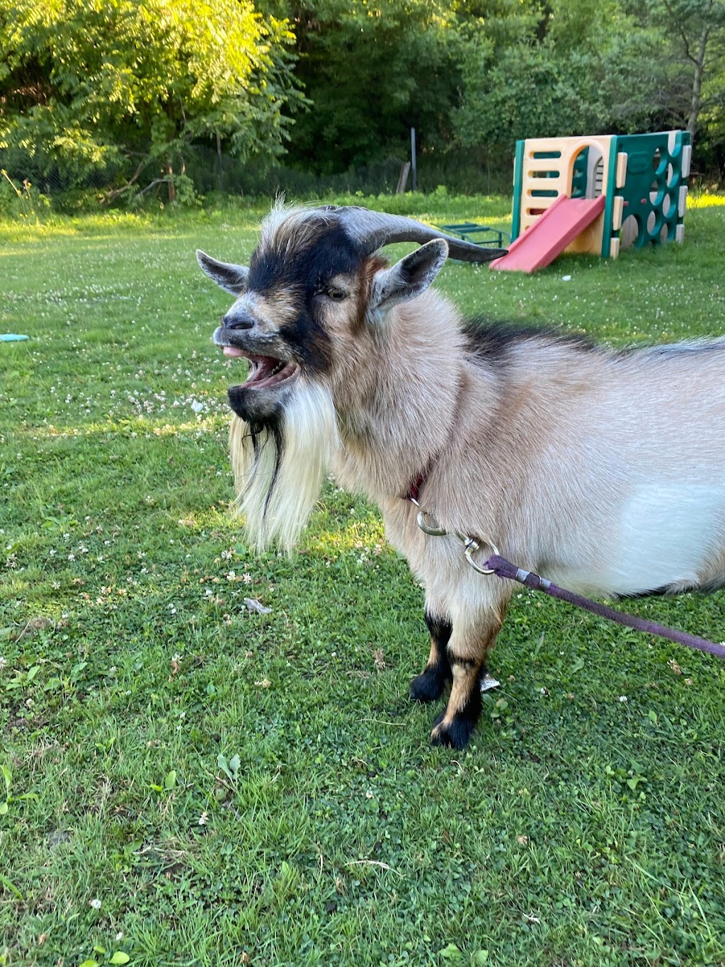 Lizzias Goat Yoga | 3 Weir Rd, Hamilton, ON L0R 1T0, Canada | Phone: (289) 644-7718