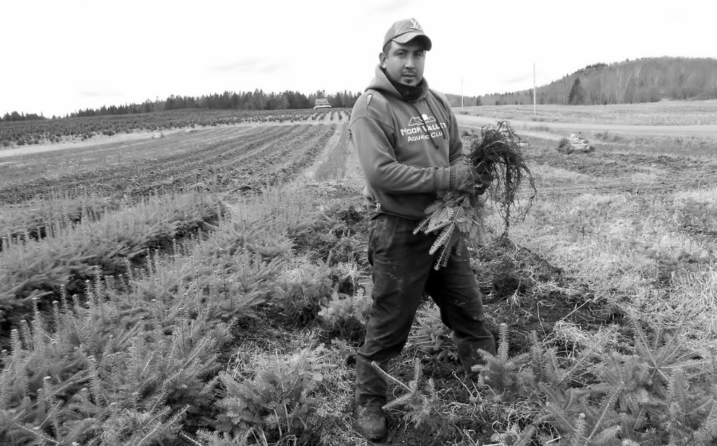 IDEAL PLANTATIONS / LES PLANTATIONS IDÉALES | 360 Rang des Chutes, Ham-Nord, QC G0P 1A0, Canada | Phone: (819) 344-2858