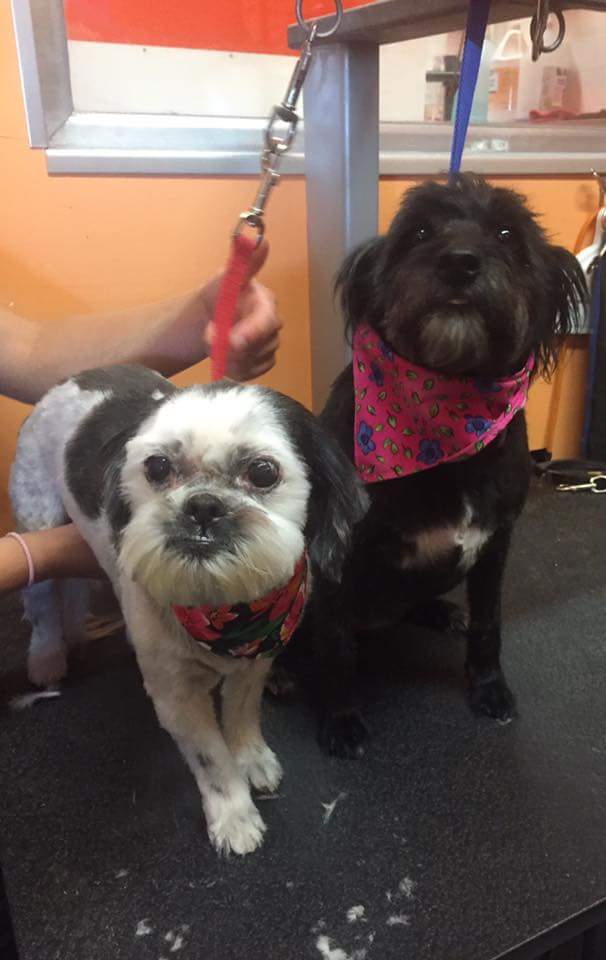 Country Paws Grooming | 88 Main St S, Hagersville, ON N0A 1H0, Canada | Phone: (289) 282-2017