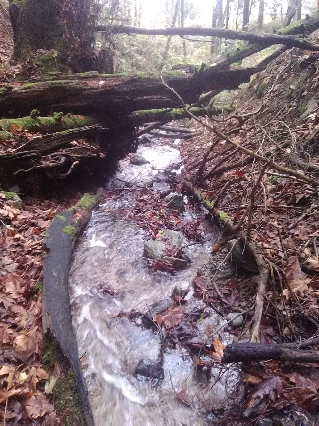Diamond Lane Natural Resource Area | Sunshine Dr, Ferndale, WA 98248, USA