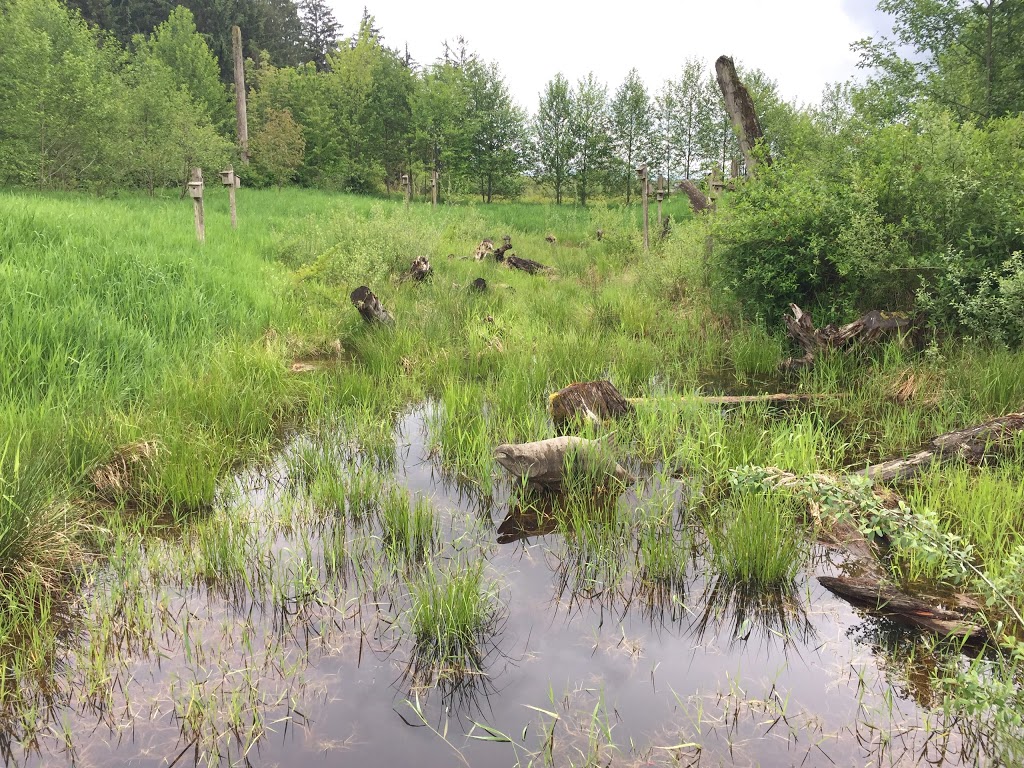 Silverdale Creek Wetlands | 31650 Silverdale Ave, Mission, BC V4S 1J8, Canada
