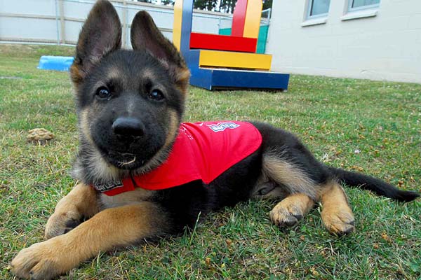 Millcreek Veterinary Clinic Mississauga | 6400 Millcreek Dr #7, Mississauga, ON L5N 3E7, Canada | Phone: (905) 826-1122
