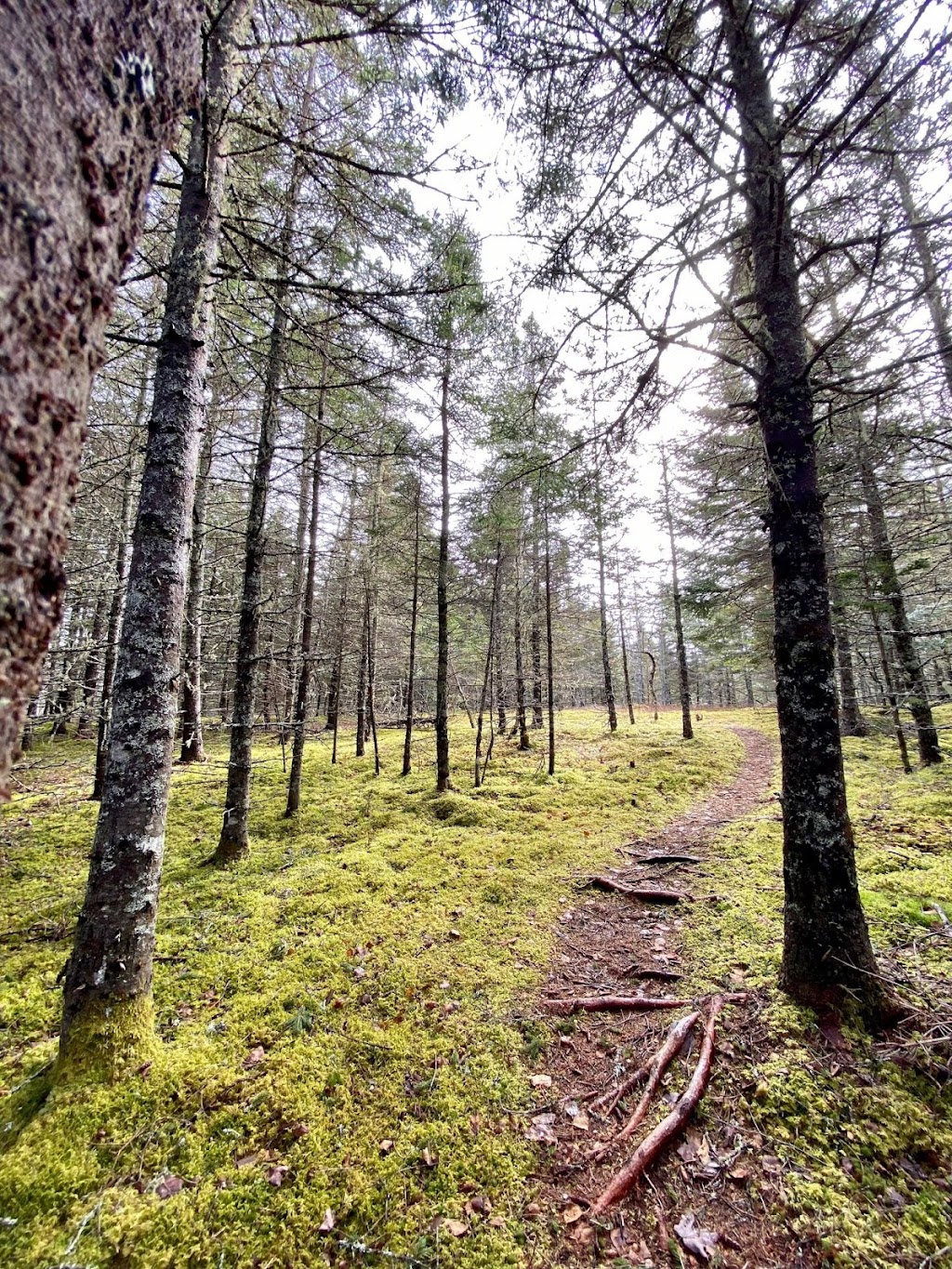 FireLoch | 1442 Nova Scotia Trunk 7, North Lochaber, NS B2G 2L3, Canada | Phone: (902) 318-2979