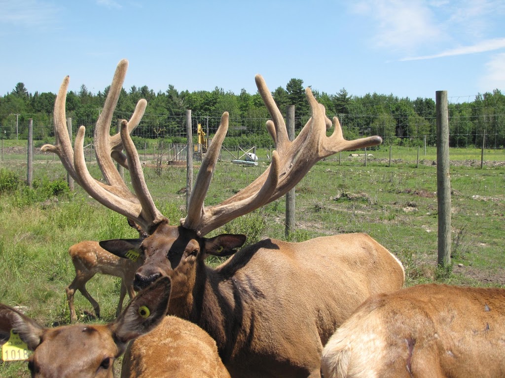 Ferme Lovering | 960 Chem. de Fitch Bay, Magog, QC J1X 3W2, Canada | Phone: (450) 525-0590