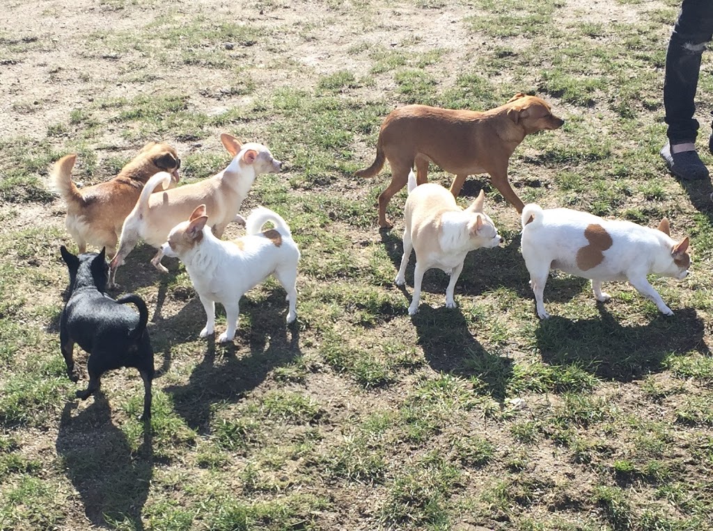 Clayton Dog Off-Leash Park | 7011 188 St, Surrey, BC V4N 3G6, Canada | Phone: (604) 501-5050