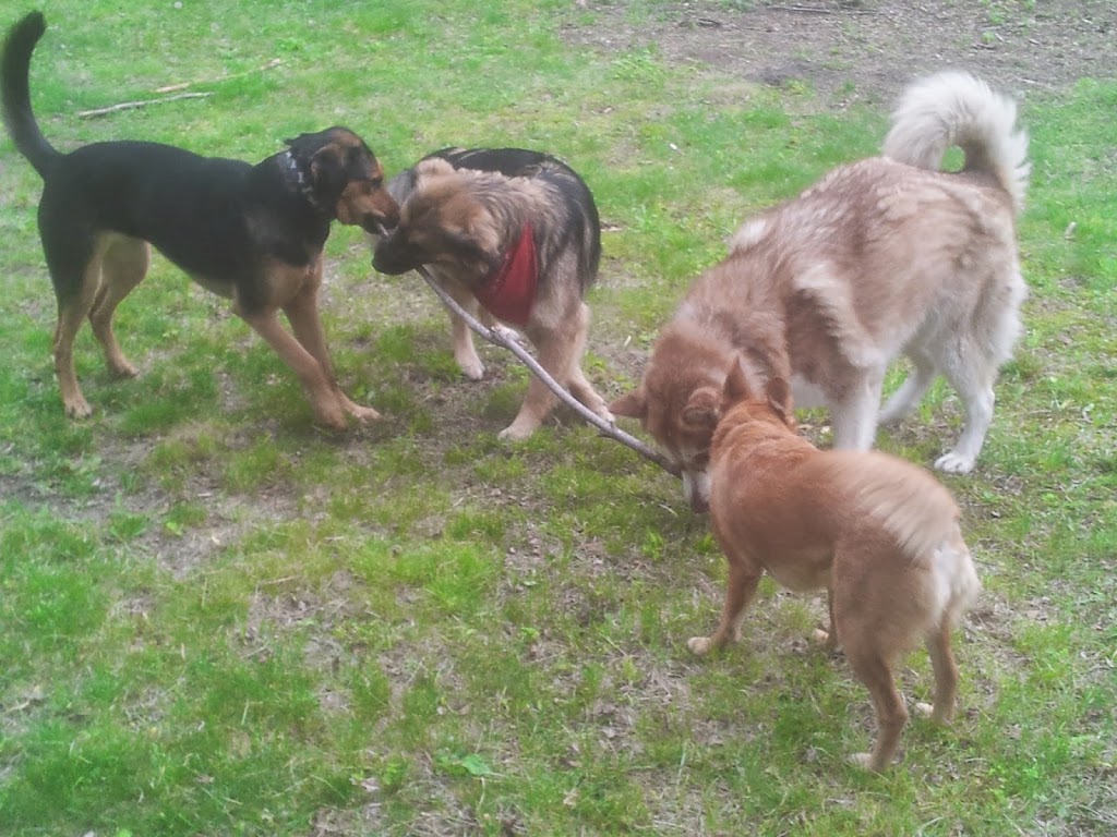 Just Like Home Dog Care Centre | 197 Barnes Rd, Cramahe, ON K0K 1H0, Canada | Phone: (613) 243-7237