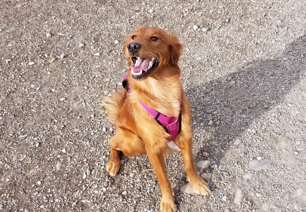 Sue Higgins Off-Leash Area | 9888 15 St SE, Calgary, AB T2J, Canada