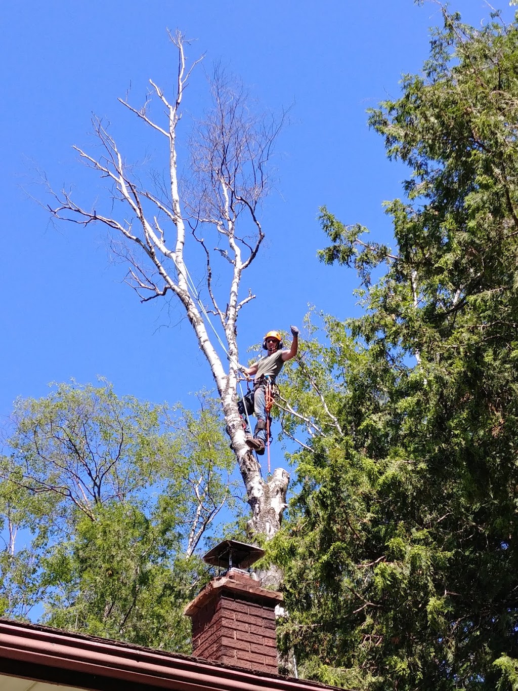 Lakeshore Tree Service | 281 Summerside Pl, Port Elgin, ON N0H 2C2, Canada | Phone: (519) 368-7893