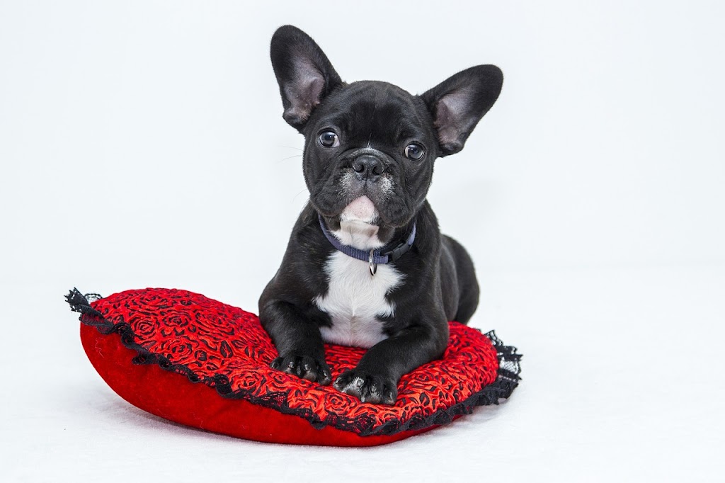 S.O.S. Félin Canin - Éducation canine | 214 Rue Blake, Notre-Dame-du-Bon-Conseil, QC J0C 1A0, Canada | Phone: (819) 473-3460