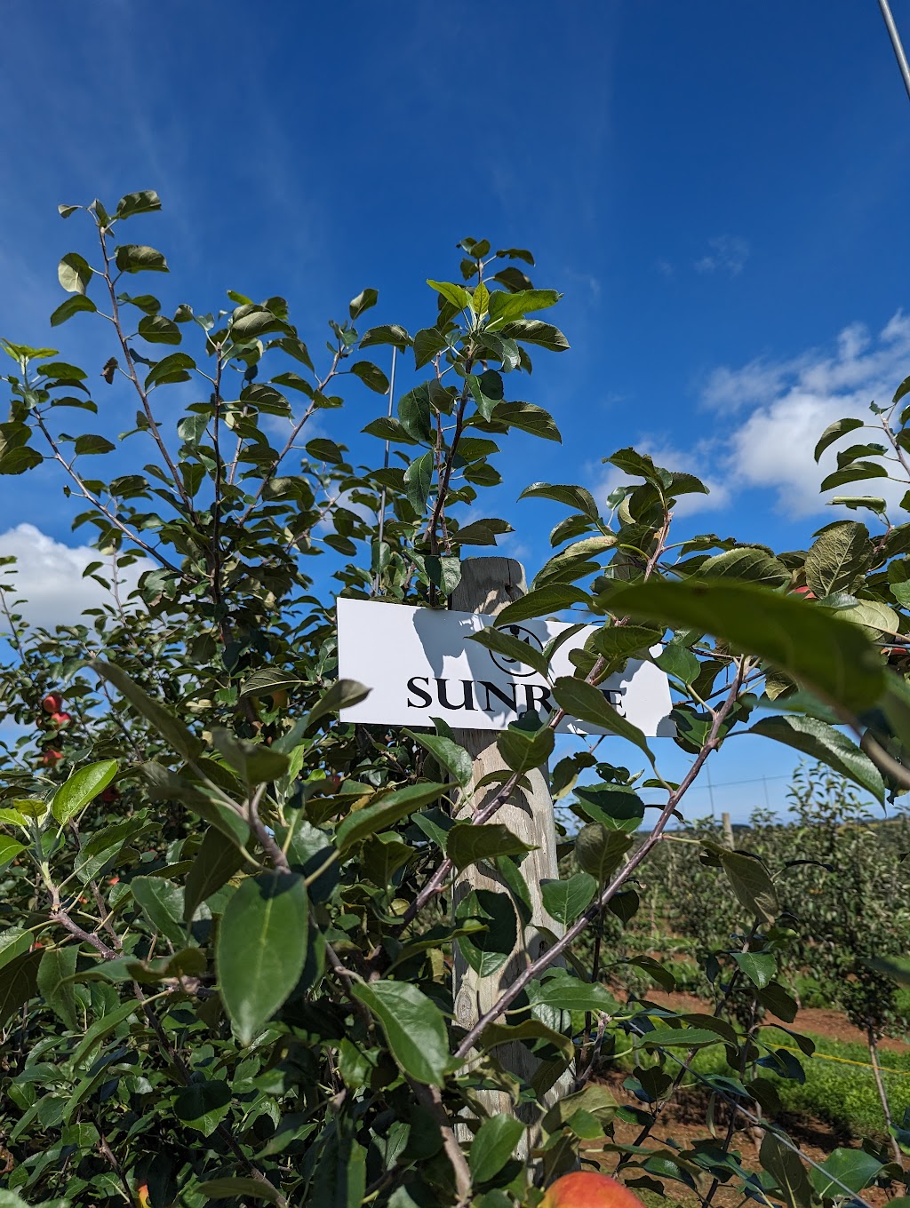 Belvedere Orchard U-Pick | 1481 Millboro Rd, North Wiltshire, PE C0A 1Y0, Canada | Phone: (902) 629-9974