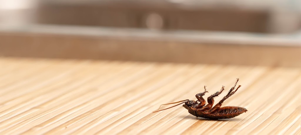 Suburban Pest Control Inc | 7350 Boston State Rd, Hamburg, NY 14075, USA | Phone: (716) 646-5700