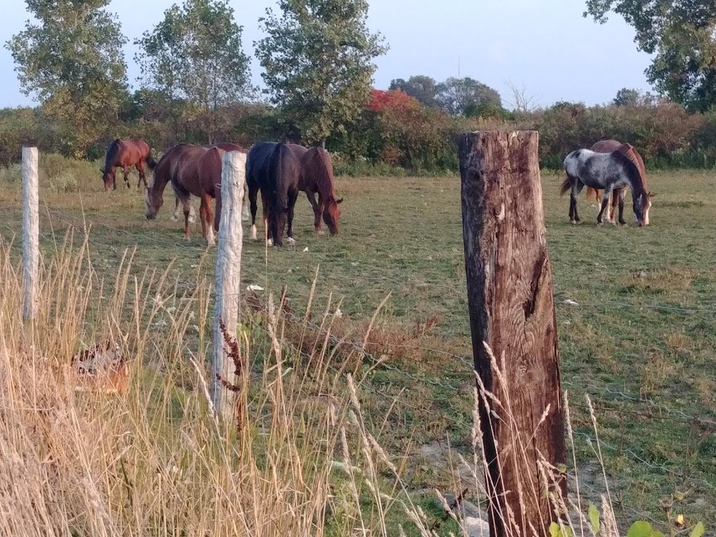 Beyond The Trail | 7186 9 Line, Chatham, ON N7M 5J6, Canada | Phone: (226) 626-0936