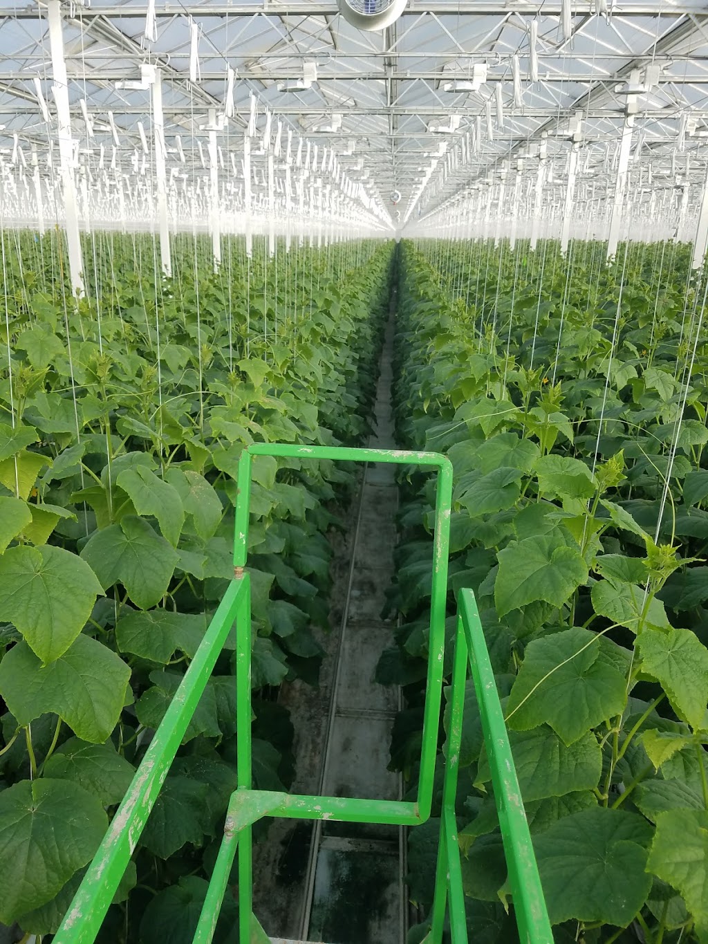 Serres Lefort | 644 Rang 3, Sainte-Clotilde-de-Châteauguay, QC J0L 1W0, Canada | Phone: (450) 826-3117