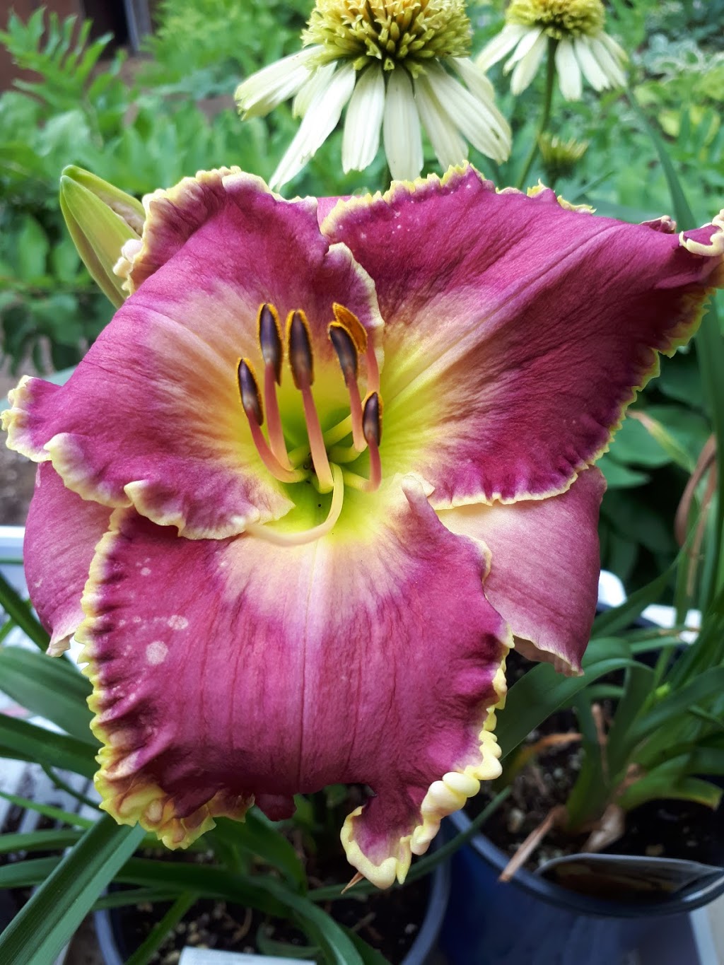 Gardens Plus | 136 County Rd 4, Peterborough, ON K9L 1V6, Canada | Phone: (705) 742-5918