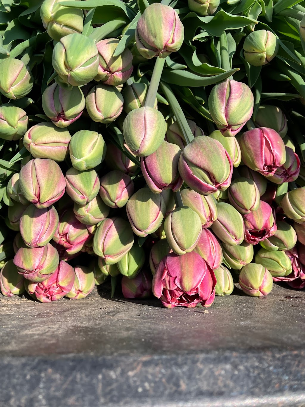 La Petite Ferme Florale | 650 Chem. de Lavaltrie, Lavaltrie, QC J5T 3K8, Canada | Phone: (514) 839-2635