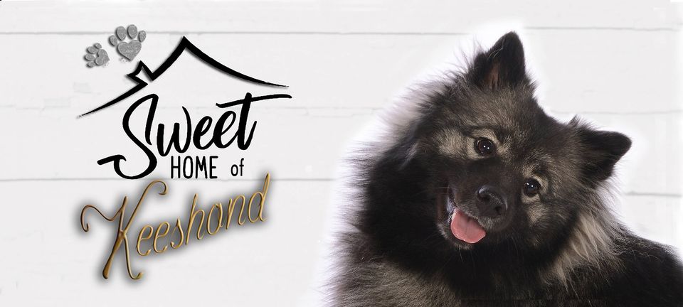 Sweet Home Keeshond | 591 6e rang, Saint-Rosaire, QC G0Z 1K0, Canada | Phone: (819) 350-9082