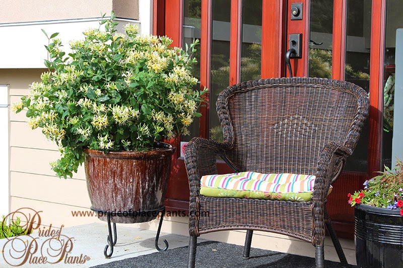 Pride of Place Plants | 6110 Old East Rd, Victoria, BC V8Y 1V6, Canada | Phone: (250) 652-6713