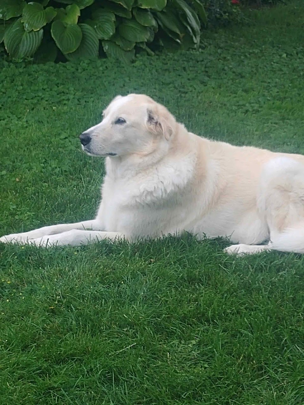 Doggie Den | 286 Huron Rd, Sebringville, ON N0K 1X0, Canada | Phone: (519) 274-3968