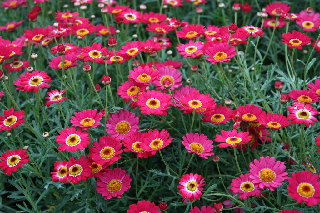 Embellissements Rivière-du-Loup | 369 A Rue Témiscouata, Rivière-du-Loup, QC G5R 2Y9, Canada | Phone: (418) 862-0203