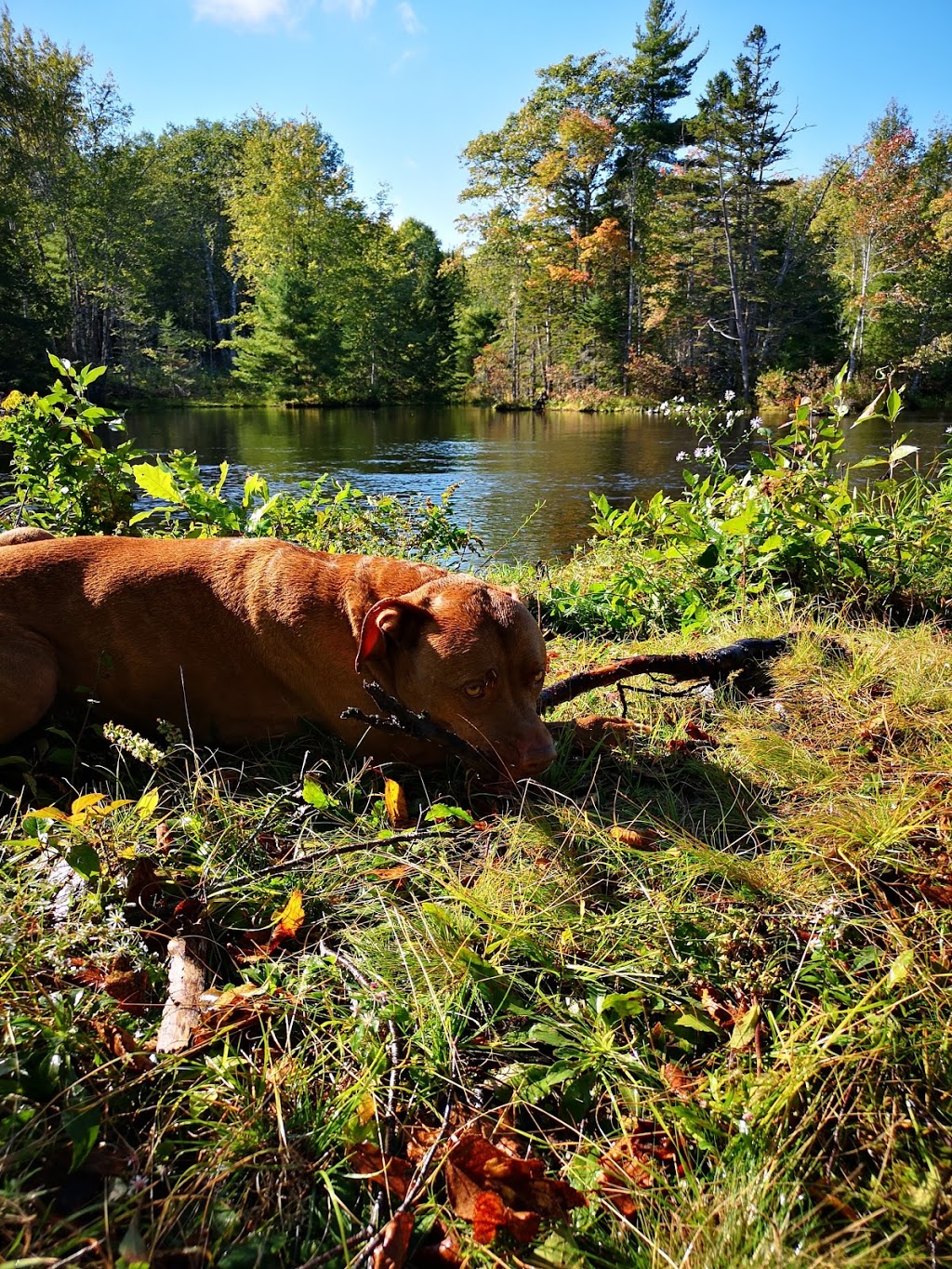 Salmon Hole dam | 676 Salmon Hole Dam Rd #170, Newport, NS B0N 2A0, Canada