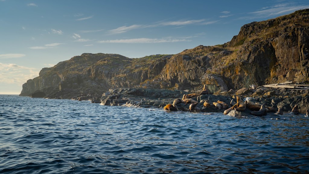 Island Life Expeditions | Marina, 9082 Clarkson Ave, Black Creek, BC V9J 1B3, Canada | Phone: (250) 895-9400