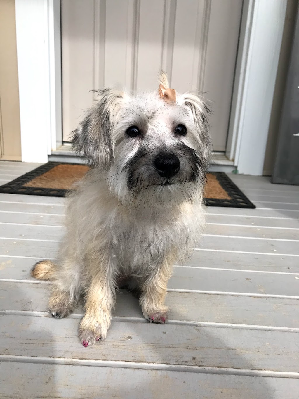 Tip-Top Tailz Pet Spa | 3928 Claxton Loop SW, Edmonton, AB T6W 1Y6, Canada | Phone: (780) 880-9864