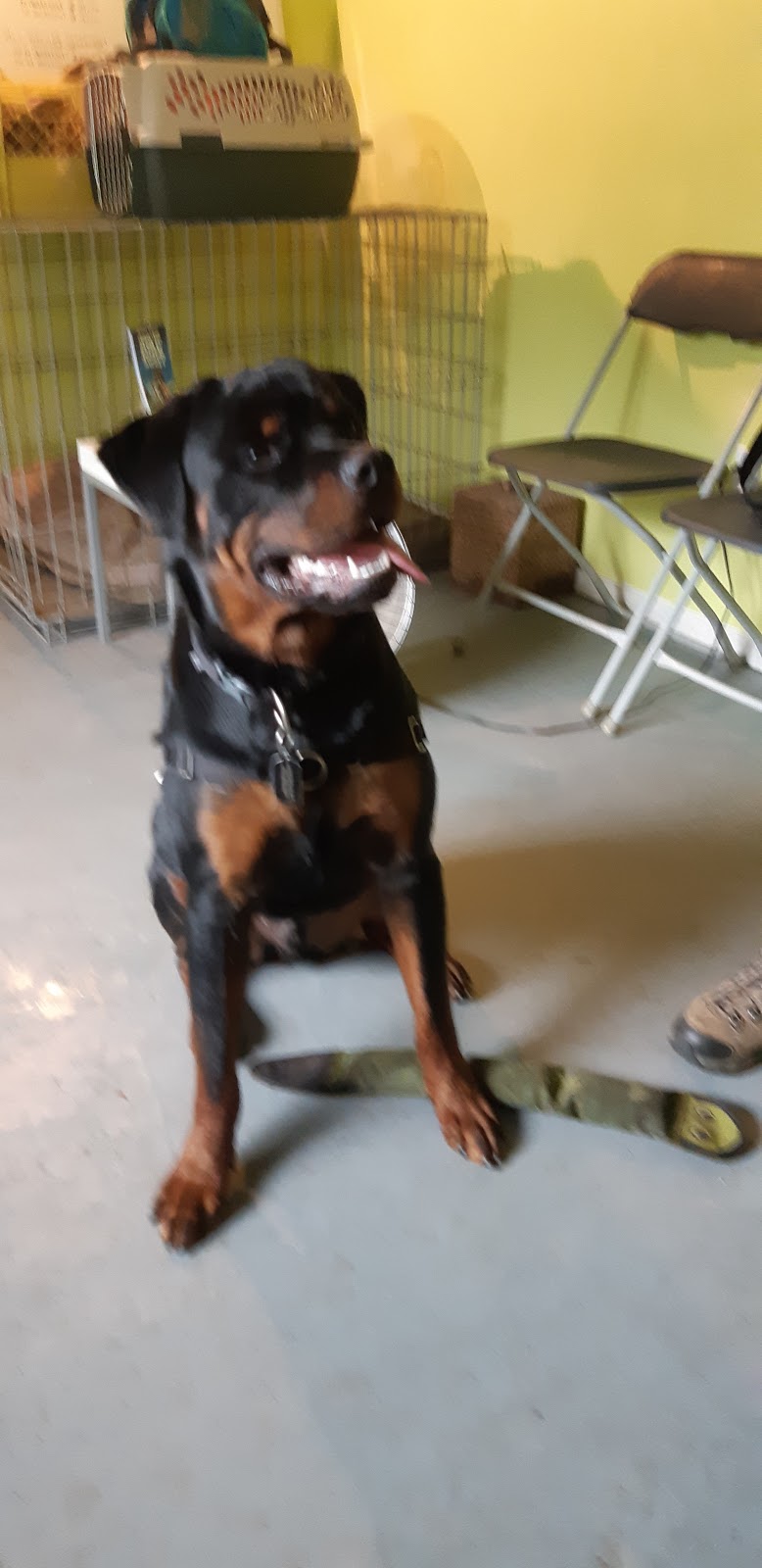 Alpha Dog House Training and Pet Care | 7923 Northwind Dr, Lantzville, BC V0R 2H0, Canada | Phone: (250) 618-1580