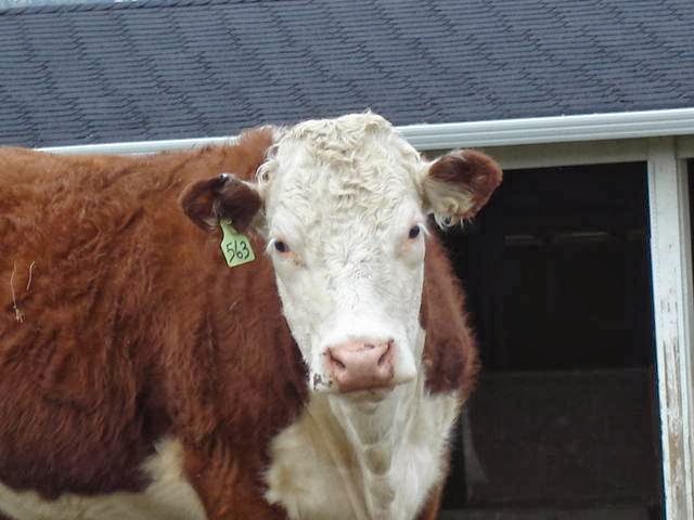 Farm Country RV Park | 2062 Morrison Rd, Kelowna, BC V1X 4W5, Canada | Phone: (250) 859-0587