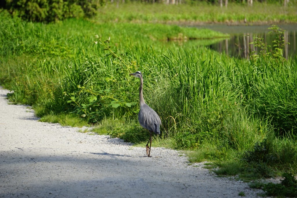 Minnekhada Park | 4455 Oliver Rd, Coquitlam, BC V3E 3H6, Canada | Phone: (604) 432-6352