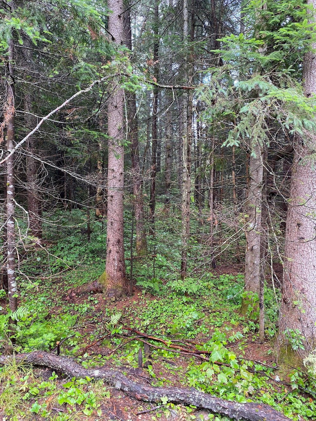 Bearview Farm | 3432 ON-518, Sprucedale, ON P0A 1Y0, Canada | Phone: (905) 536-0164