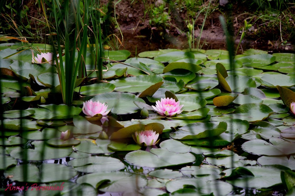 Annas Perennials | 63 Shoreview Road, Lindsay, ON K9V 4R5, Canada | Phone: (705) 799-0062