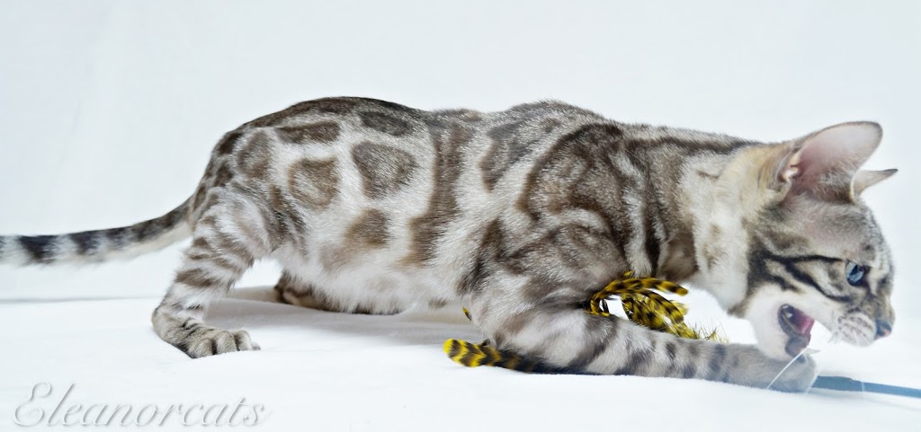 Bucephale Bengal | Quebec City, QC, Canada | Phone: (581) 983-1671
