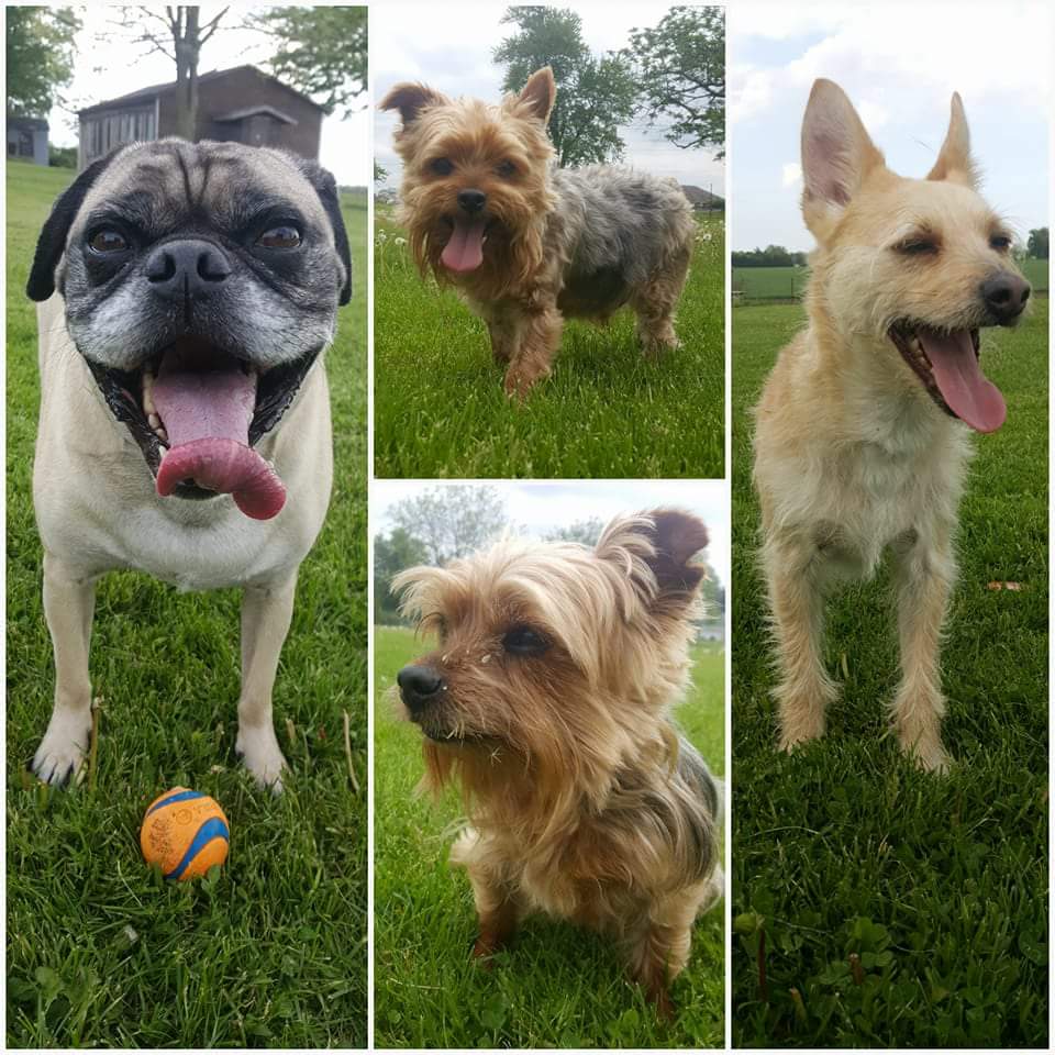 Balanced K9 Living | 623577 North Town Line W, Ingersoll, ON N5C 3J6, Canada | Phone: (519) 788-4701
