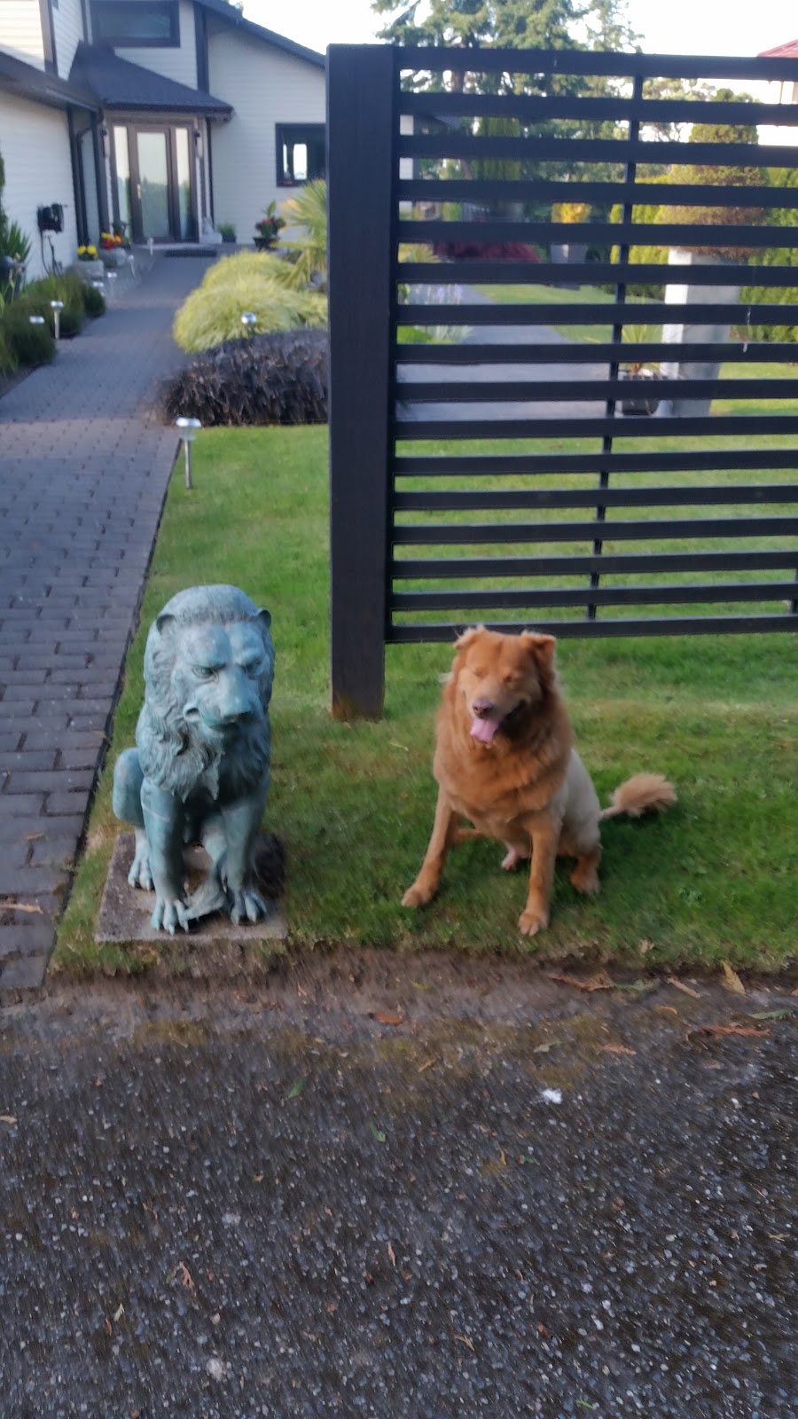 The Dog Dish & Friends | 1516 Fairfield Rd, Victoria, BC V8S 1G1, Canada | Phone: (250) 370-1124